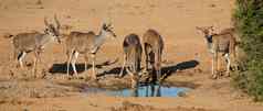 黑斑羚羚羊淬火渴水洞