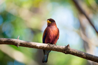 鸟broad-billed辊尤里斯托姆斯青光库鲁斯马达加斯加