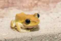 美丽的小青蛙布菲斯红腹丝状体马达加斯加