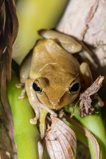 美丽的小青蛙布菲斯红腹丝状体马达加斯加