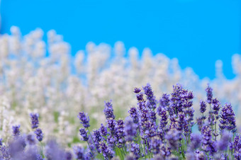 薰衣草花自然薰衣草花薰衣草花