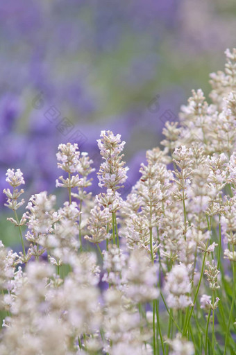 薰衣草花自然薰衣草花薰衣草花