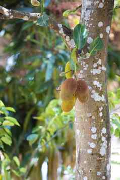 菠萝蜜面包果异叶植物马达加斯加