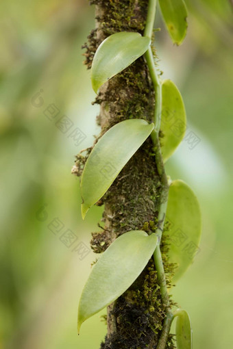 特写镜头<strong>香草</strong>植物马达加斯加