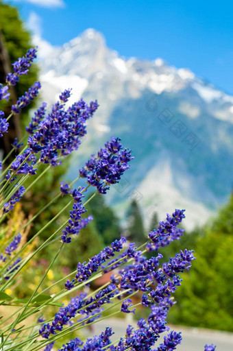 瑞士山berner高地阿尔卑斯山脉欧洲阿尔卑斯山脉