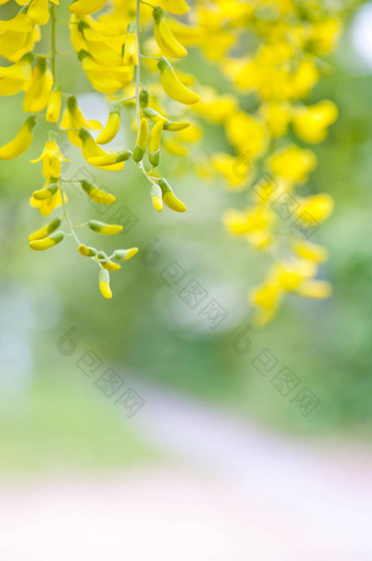 洋槐pseudoacacia树花黑色的<strong>蝗虫</strong>黄色的
