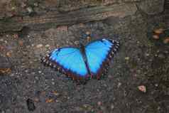 美丽的漂亮的色彩鲜艳的蓝色的蝴蝶翅膀传播