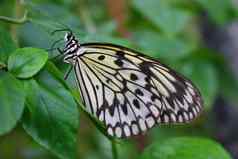 美丽的漂亮的色彩鲜艳的蝴蝶翅膀传播