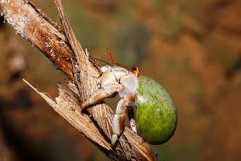 隐士蟹绿色蜗牛壳牌马达加斯加