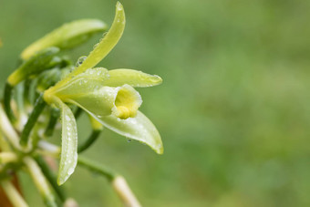 特写镜头<strong>香草</strong>植物花马达加斯加