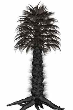 棕榈树棕榈树渲染