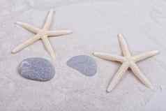 白色海星类贝壳沙子