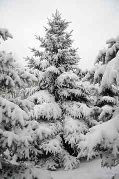 圣诞节树美丽的雪封面冬天景观