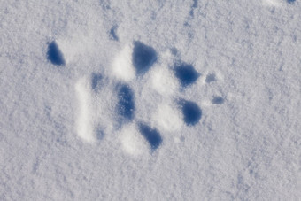 狼跟踪雪