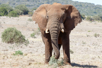 停止巨大的非洲布什大象