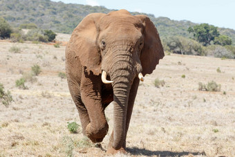 未来更紧密的非洲布什大象