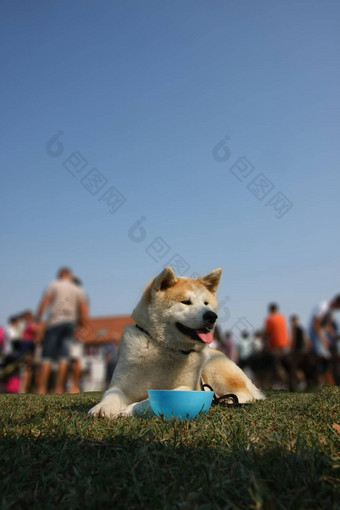 秋田犬狗公共公园