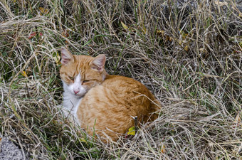 黄色的猫绿色眼睛打瞌睡秋天快乐拉卡特尼克