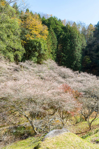 小原丰田名古屋日本