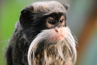 皇帝绢毛猴猴子分支白色胡子