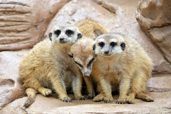 温暖的猫鼬家庭