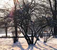 鸟给料机树公园冬天景观