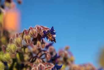 蓝色的starflower琉璃苣officinalis吸引了蜜蜂