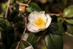 山茶花粳稻白色花