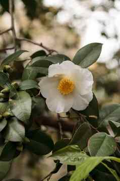 山茶花粳稻白色花