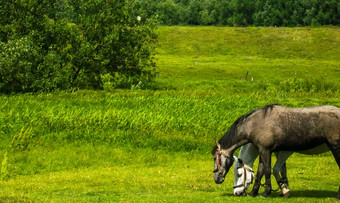 马放牧场农村景观