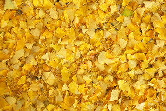 色彩斑斓的秋天叶子