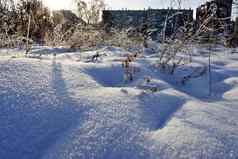 新鲜的雪太阳冻干植物蓝色的阴影模糊景观