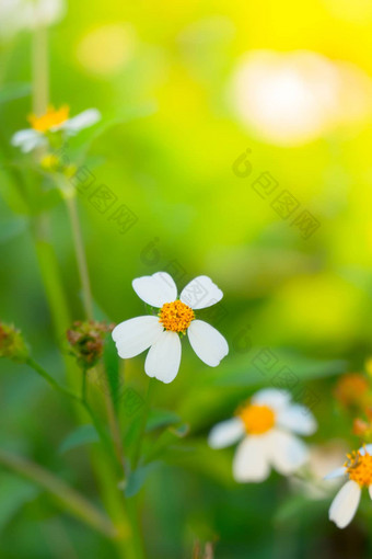 草花过敏症状