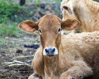 图像棕色（的）牛自然背景农场心灵