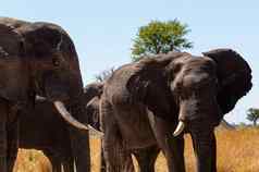 非洲大象非洲Safari野生动物荒野