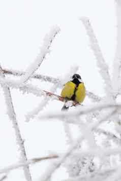 美丽的小鸟伟大的乳头冬天