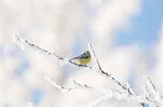 美丽的小鸟伟大的乳头冬天