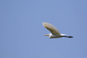 图像白鹭飞行天空鹭野生动物