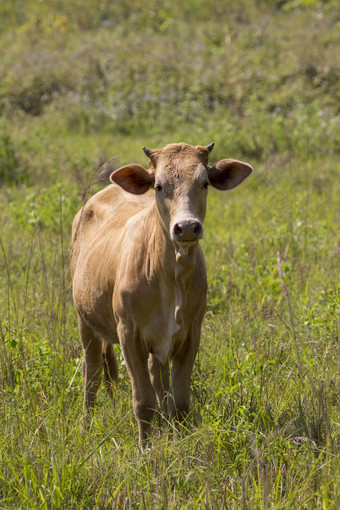图像棕色（的）牛自然背景农场心灵