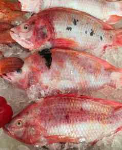 罗非鱼生鱼冰市场