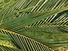 摘要背景棕榈树叶子条纹绿色藤关闭