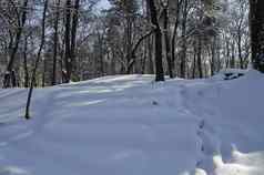 磁冬天场景森林覆盖雪公园