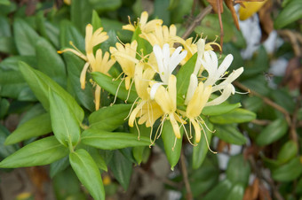 金银花粳稻研究日本忍冬属植物黄色的白色花