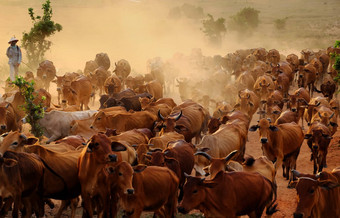 牲畜越南牛仔群牛草地