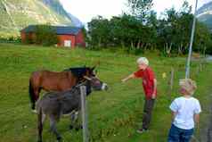 斯堪的那维亚生活方式孩子们喂养马