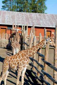 斯堪的那维亚生活方式长颈鹿动物园