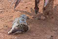 非洲地面松鼠马莫蒂尼特写镜头肖像吃