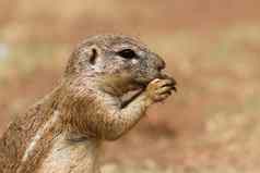 非洲地面松鼠马莫蒂尼特写镜头肖像吃