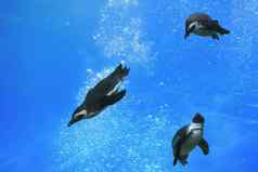 企鹅游泳水