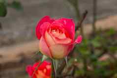 美丽的玫瑰Colurful花瓣叶子巴德开放花